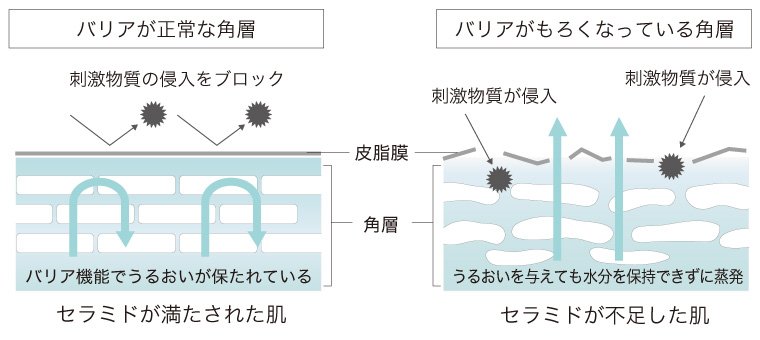 セラミド量の比較