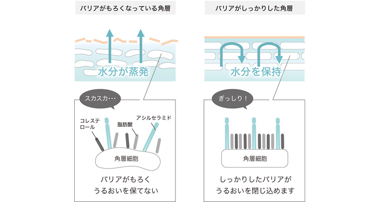 バリアがうるおいを閉じ込めます