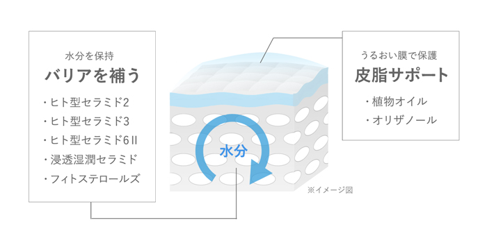 バリアを補う皮脂サポート