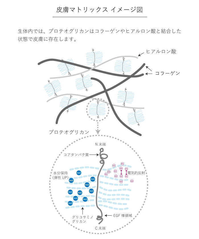 皮膚マトリックスイメージ